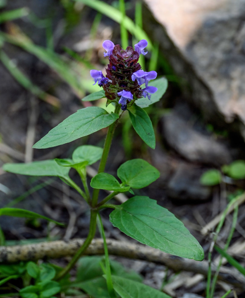 Image of Prunella vulgaris specimen.