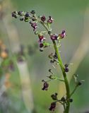 Scrophularia integrifolia. Верхушка соцветия. Киргизия, Ошская обл., Памир, Заалайский хр., долина р. Ачик-Таш, ≈ 3600 м н.у.м., альпийский луг. 07.07.2022.