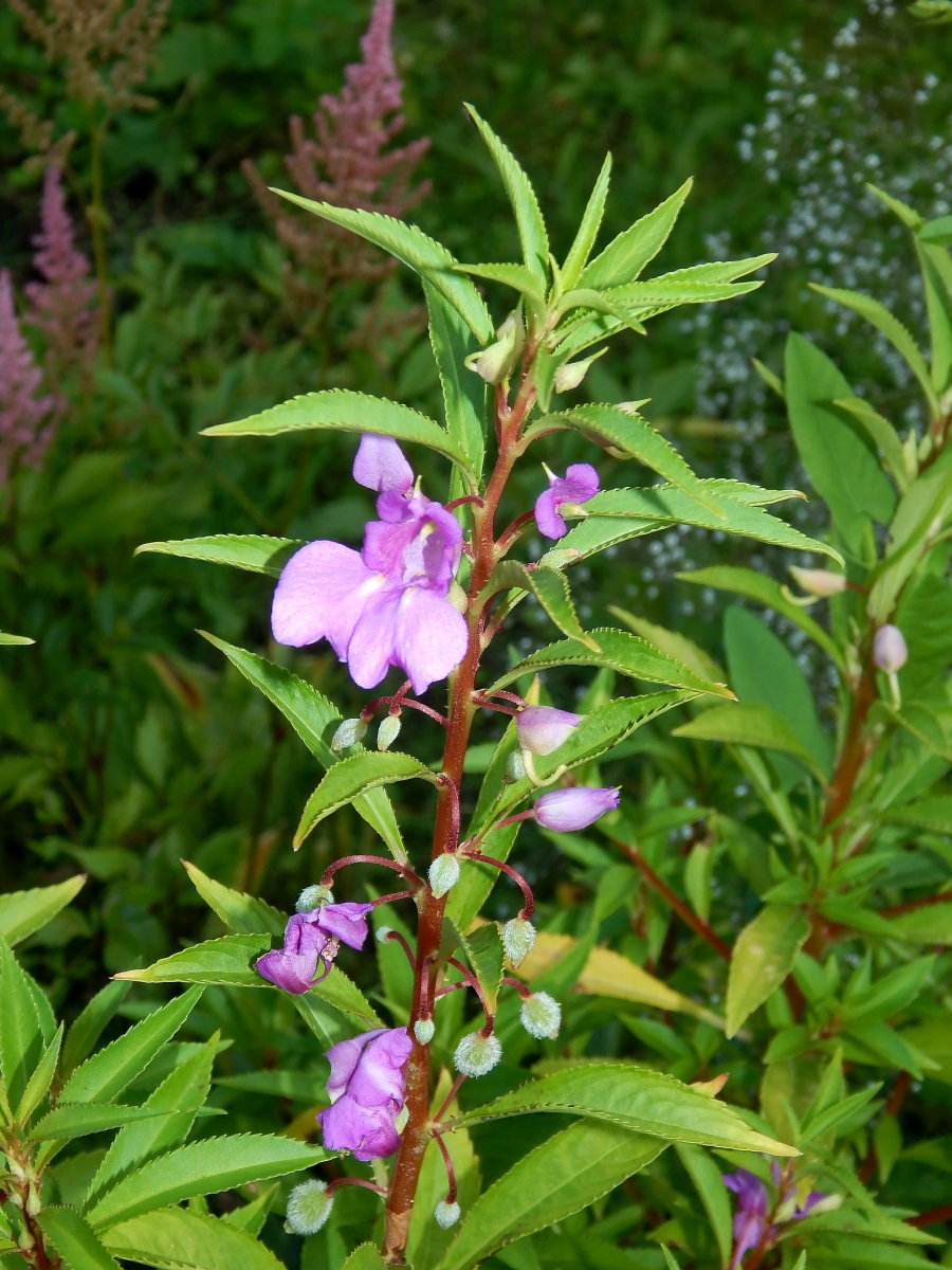 Image of Impatiens balsamina specimen.