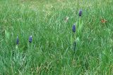 Muscari latifolium