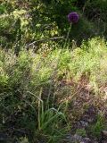 Allium atroviolaceum