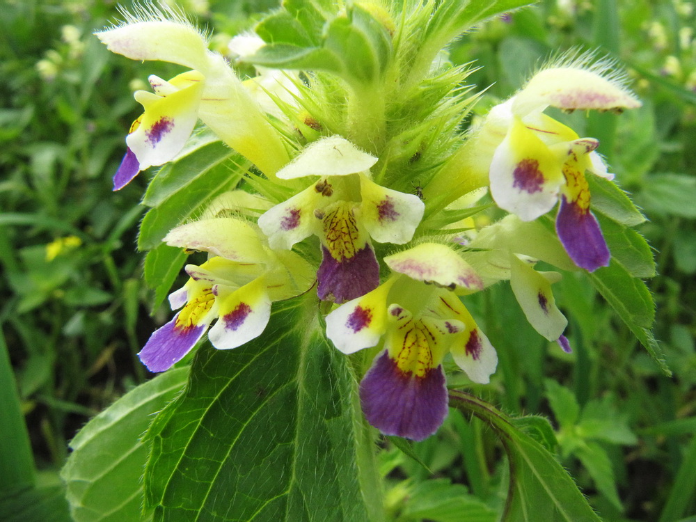 Image of Galeopsis speciosa specimen.