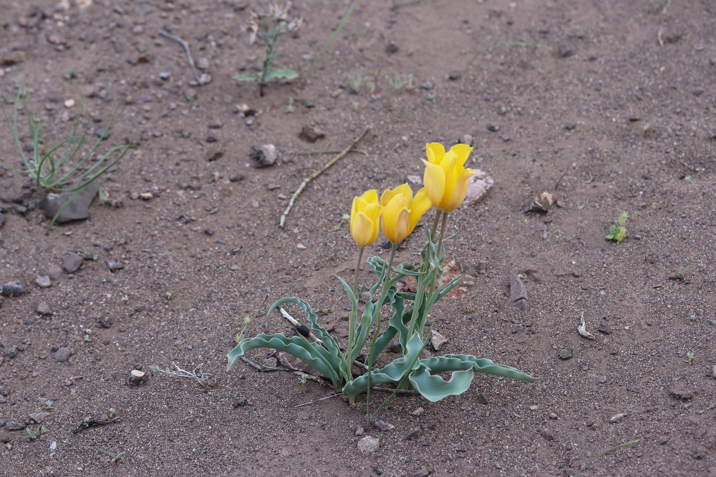 Image of Tulipa behmiana specimen.