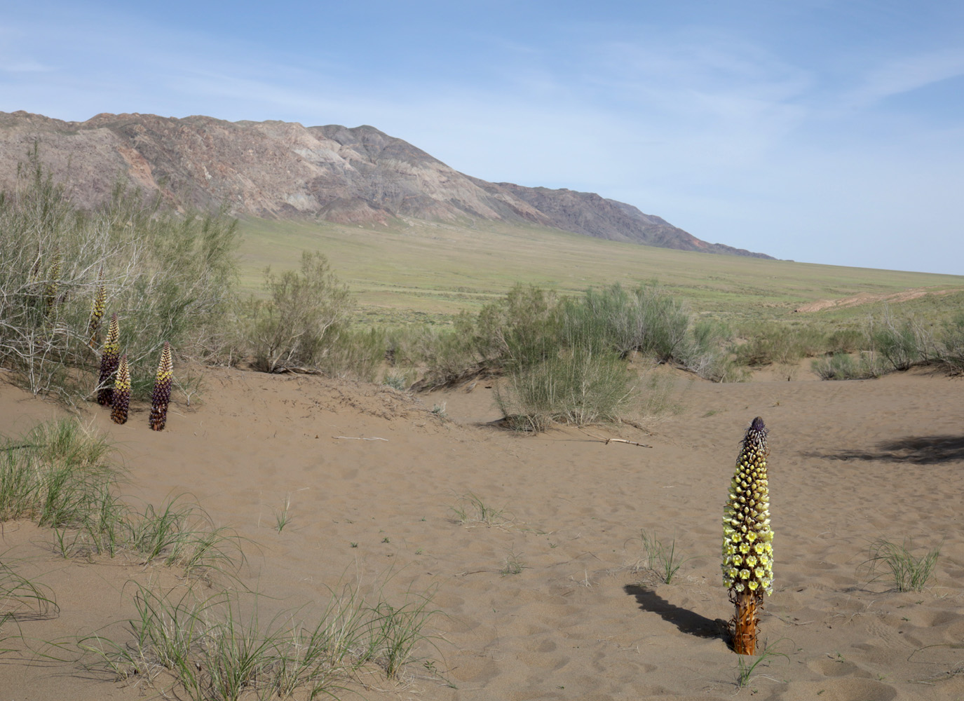 Image of Cistanche flava specimen.