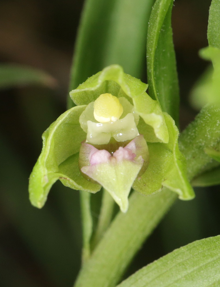 Image of Epipactis euxina specimen.