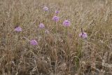 Allium caricifolium