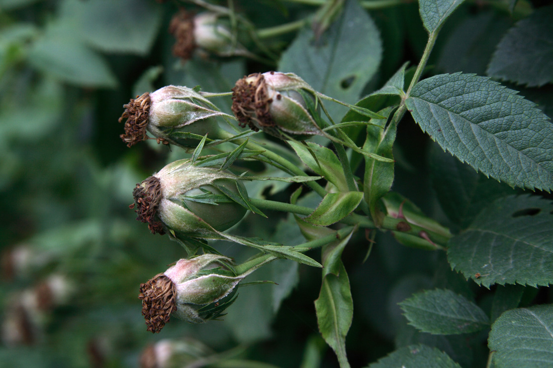 Image of Rosa canina specimen.