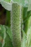 Knautia montana