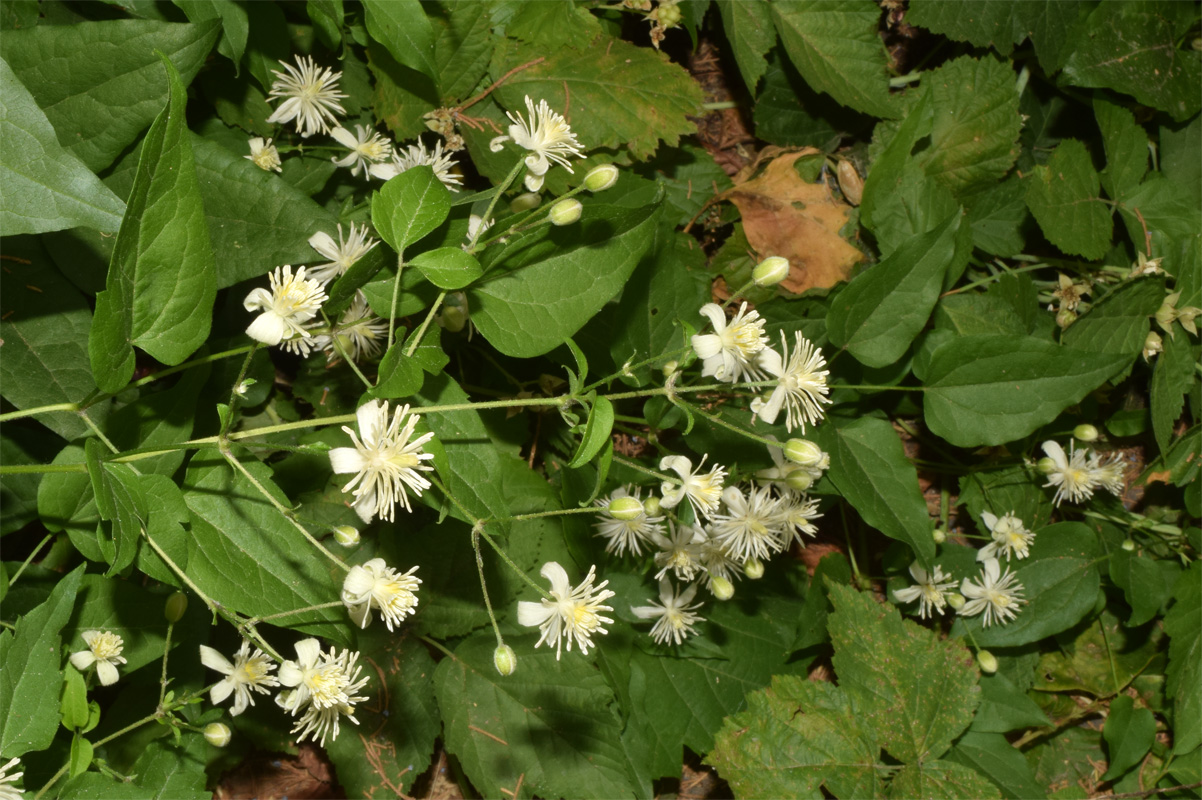 Image of Clematis vitalba specimen.