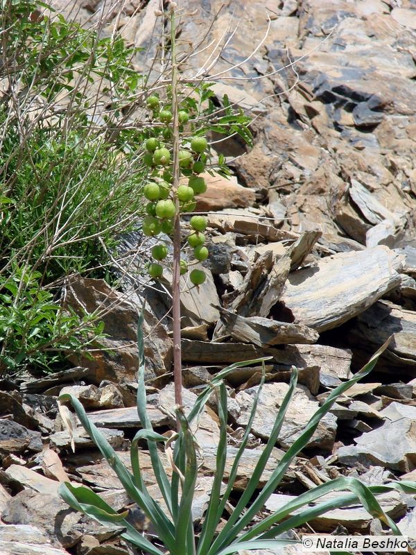 Изображение особи Eremurus lactiflorus.