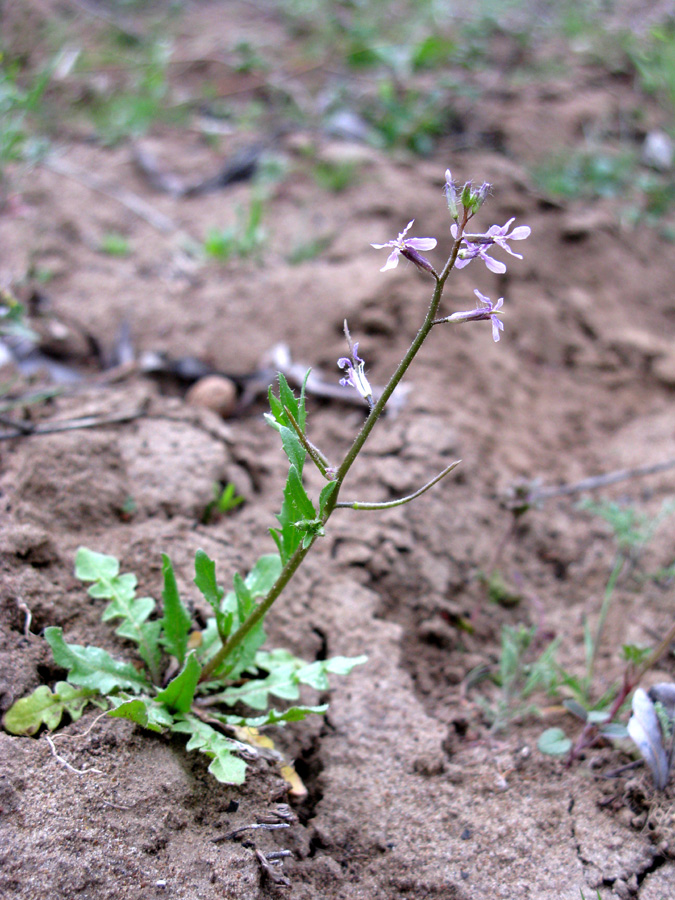 Image of Chorispora tenella specimen.