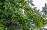 Acer longipes. Ветви взрослого дерева. Китай, провинция Хунань, гора Тяньмэнь, смешанный лес. 09.06.2024.