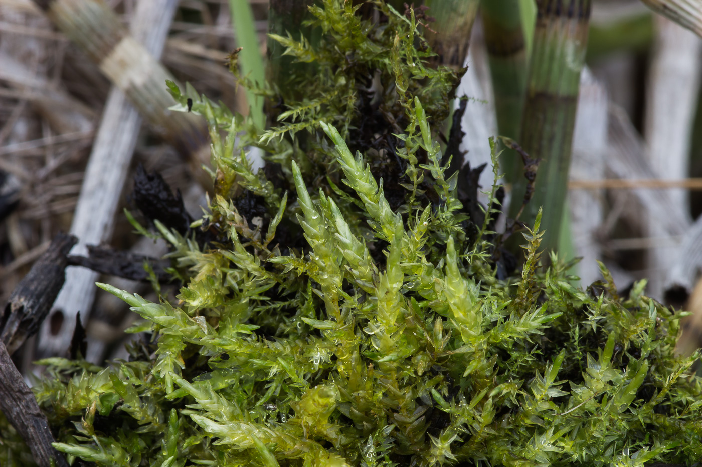 Image of Calliergon cordifolium specimen.