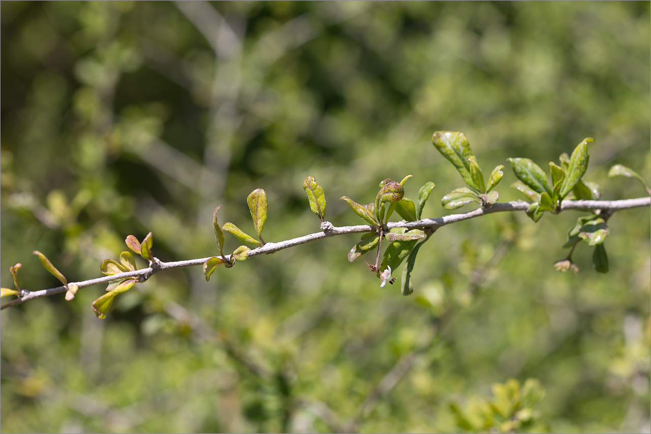 Image of Ehretia microphylla specimen.