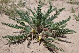 Astragalus rubtzovii. Цветущее и плодоносящее растение. Казахстан, Алматинская обл., Северный Тянь-Шань, дол. р. Кегень, пески Кум-Текей, ≈ 2000 м н.у.м., барханные пески. 26 июля 2024 г.