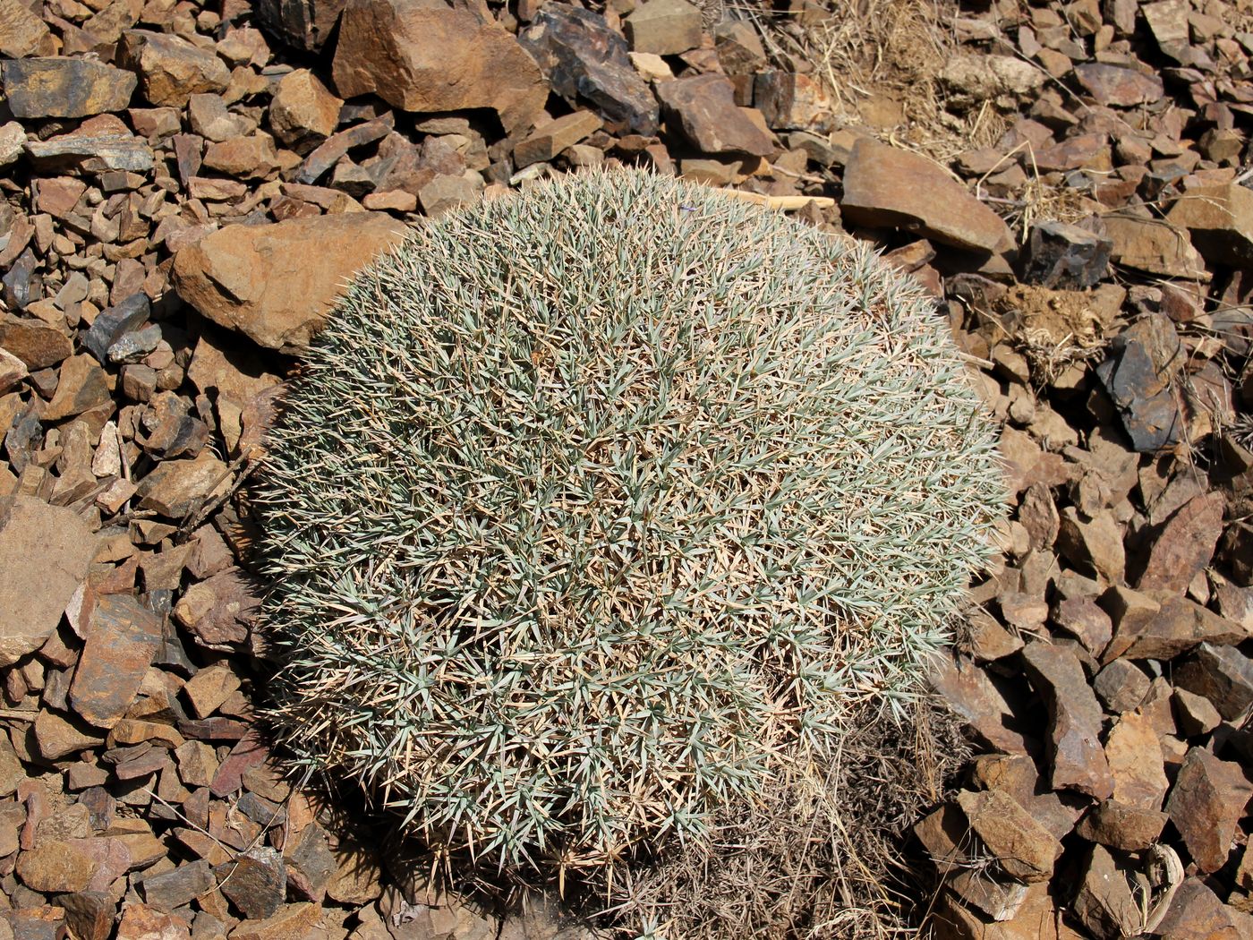 Image of Acantholimon tataricum specimen.