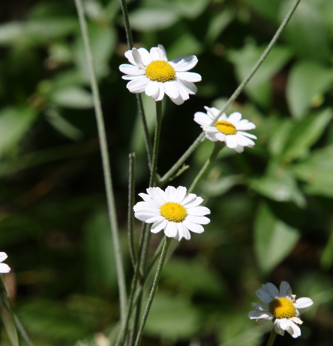 Изображение особи Pyrethrum poteriifolium.
