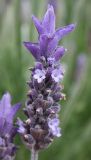 Lavandula dentata. Соцветие. Израиль, г. Кармиэль, городской парк. 13.02.2011.