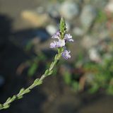 Verbena officinalis