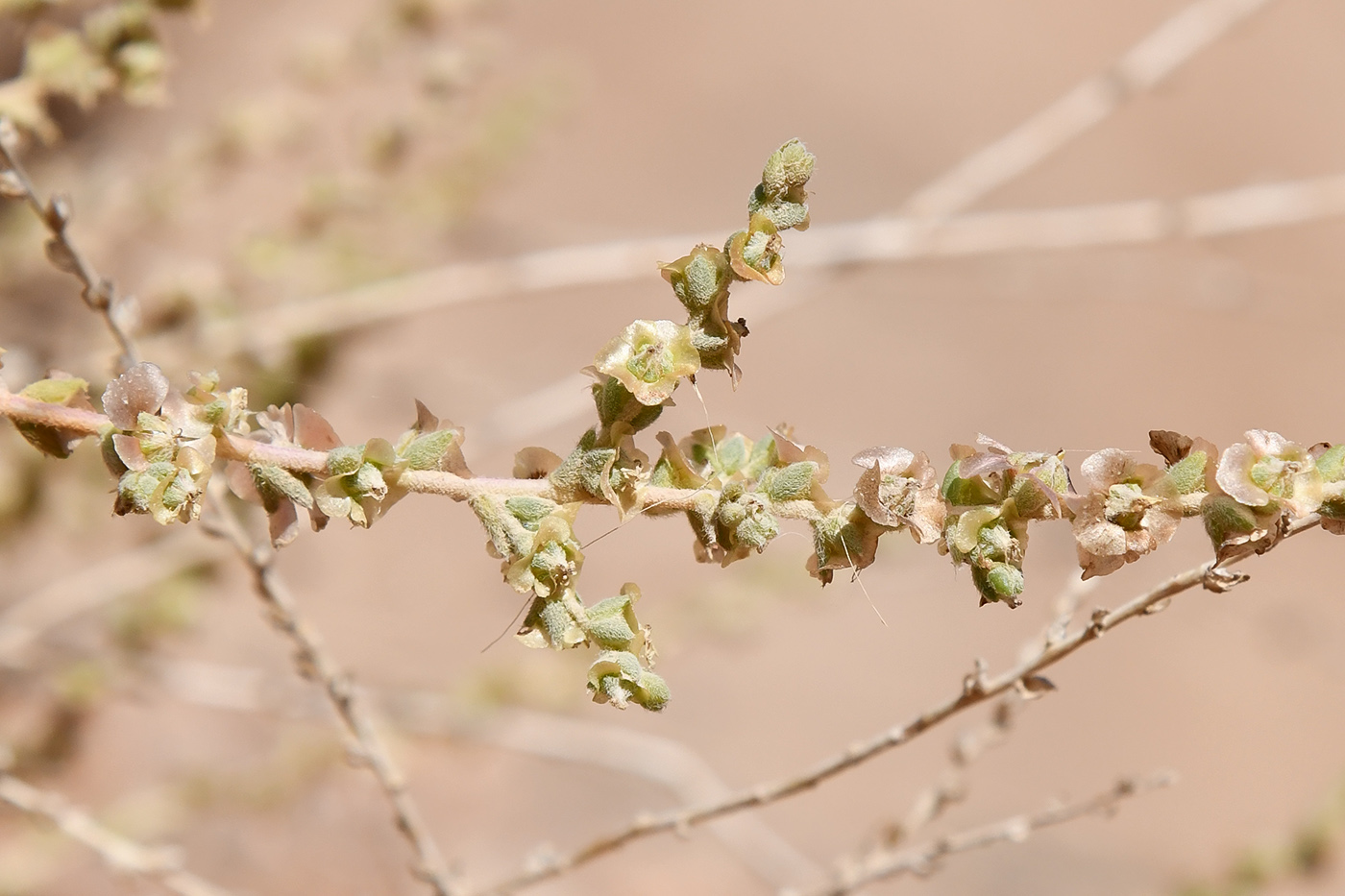 Image of familia Chenopodiaceae specimen.