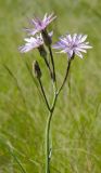 Scorzonera purpurea