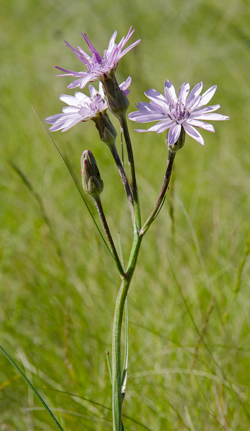 Image of Scorzonera purpurea specimen.