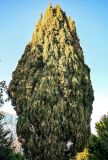 Cupressus sempervirens
