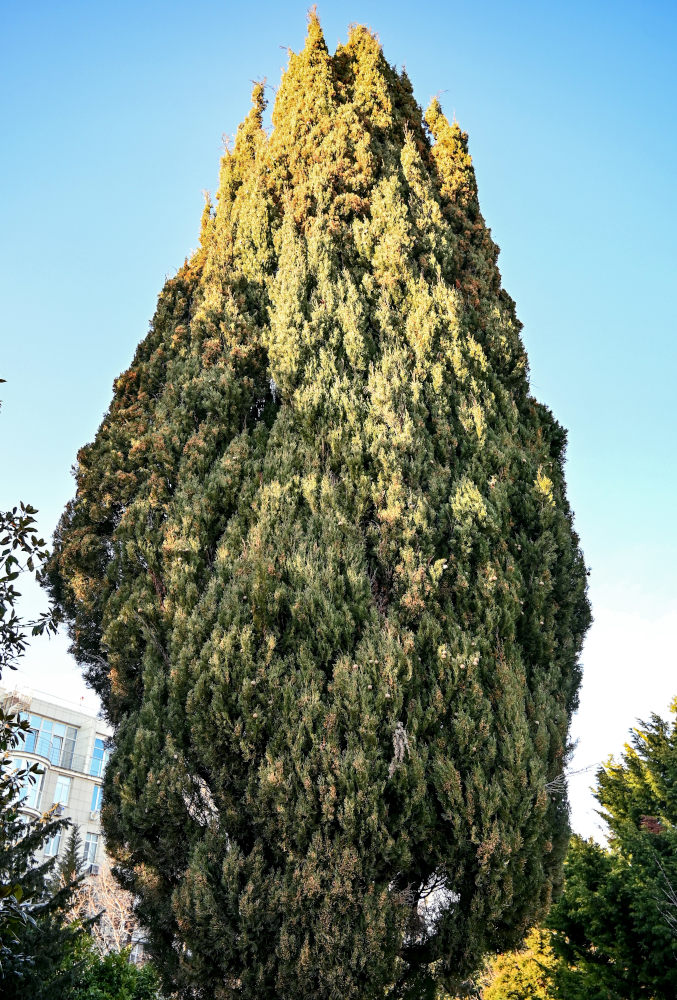 Image of Cupressus sempervirens specimen.