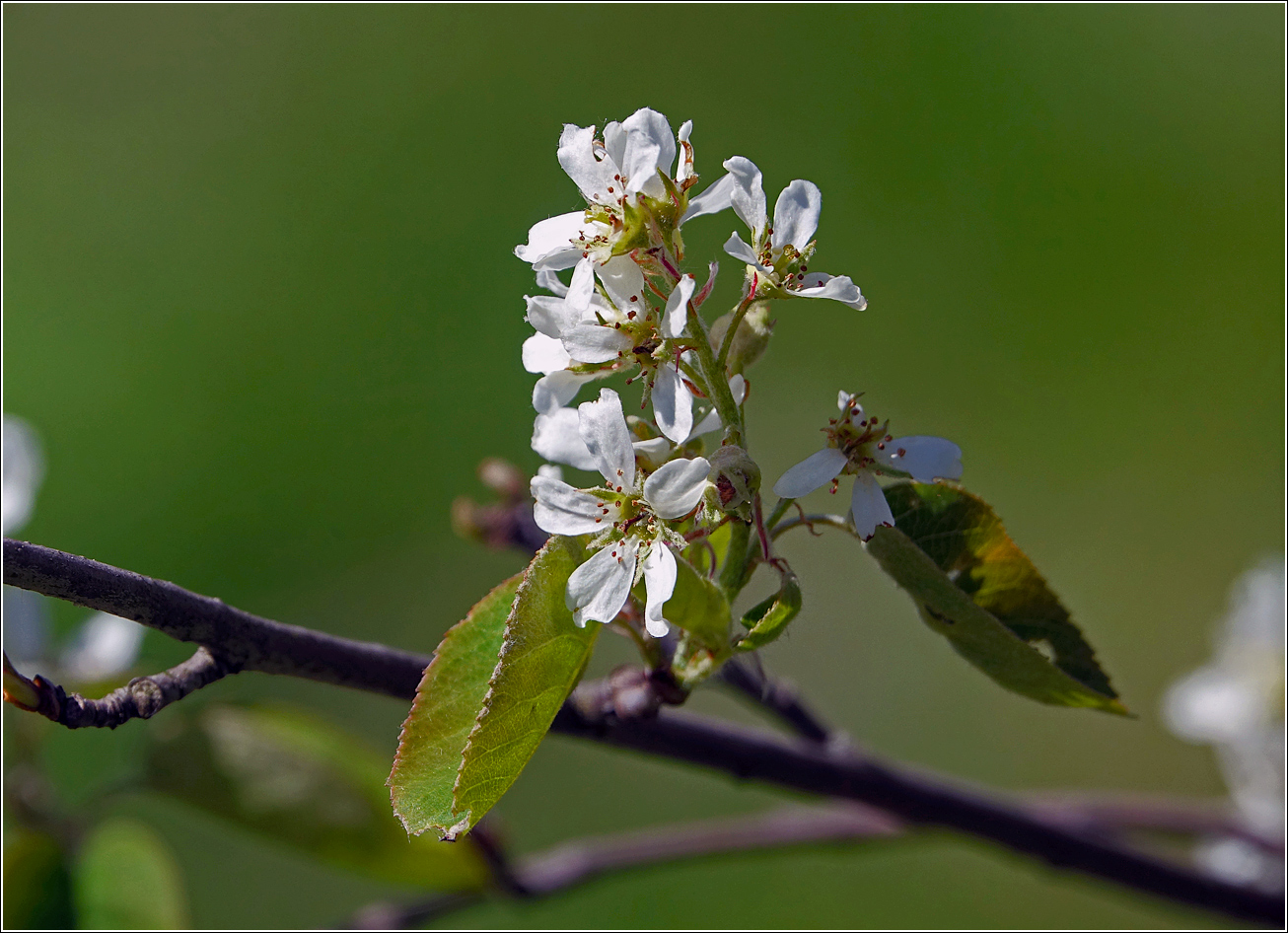 Image of Amelanchier spicata specimen.