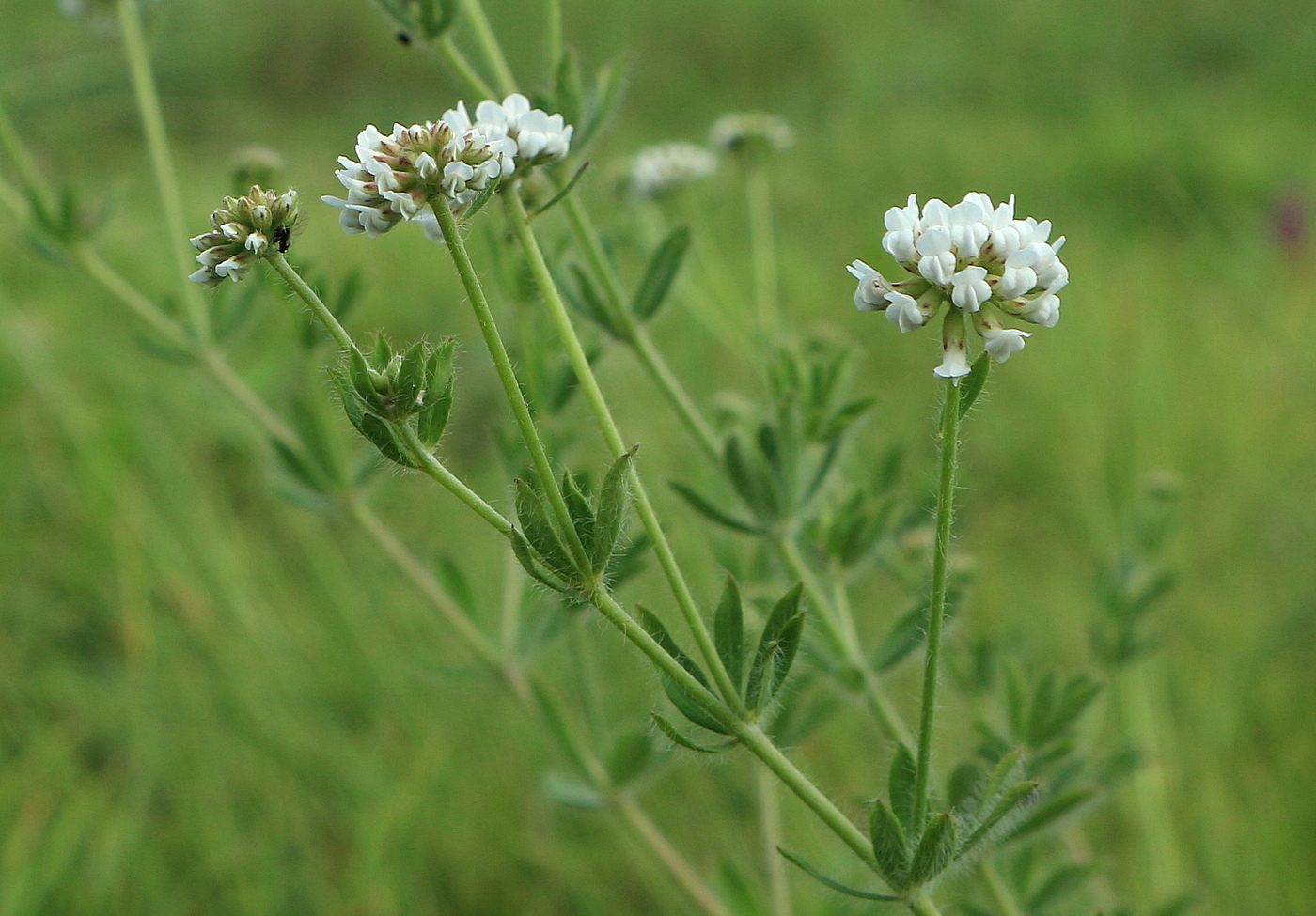 Изображение особи Dorycnium herbaceum.