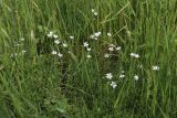 Cerastium arvense