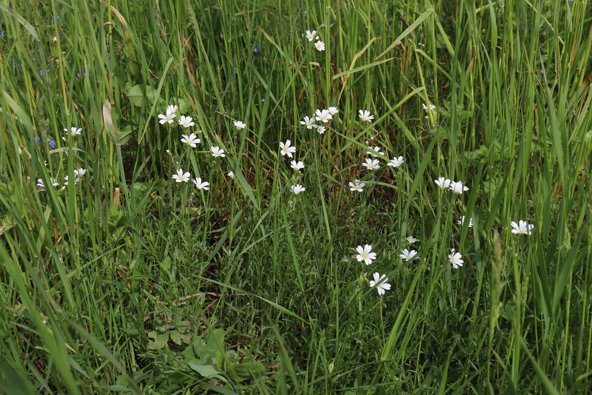 Image of Cerastium arvense specimen.