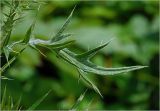 Cirsium vulgare
