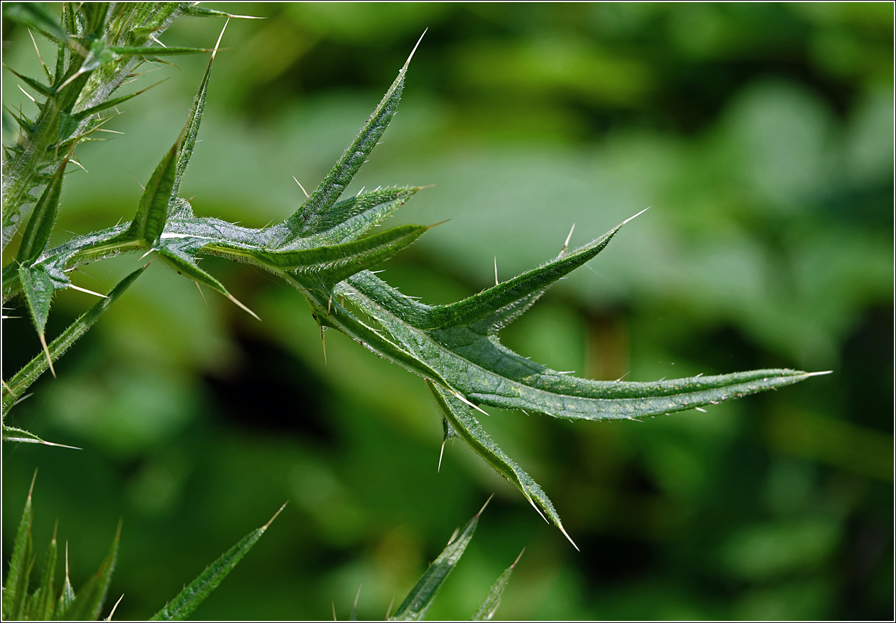Image of Cirsium vulgare specimen.