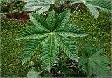 Ricinus communis