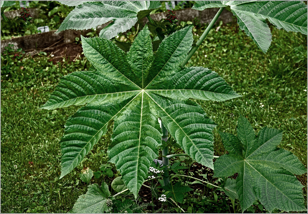 Image of Ricinus communis specimen.