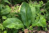 Solenanthus biebersteinii