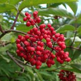 Sambucus sibirica. Соплодие. Хабаровский край, окр. г. Комсомольск-на-Амуре, просека ЛЭП. 19.07.2025.