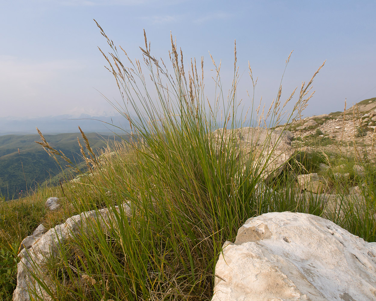 Image of Festuca regeliana specimen.