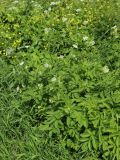 Chaerophyllum aromaticum