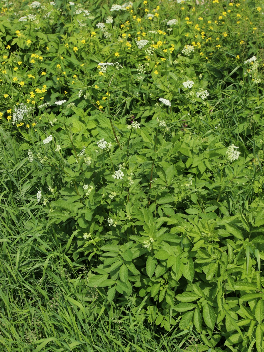 Image of Chaerophyllum aromaticum specimen.