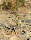 Persicaria viscosa. Расцветающее растение. Приморский край, Октябрьский р-н, окр. с. Чернятино, дол. р. Раздольная на левом берегу, пойма, на галечниково-песчаных отложениях. 08.09.2025.