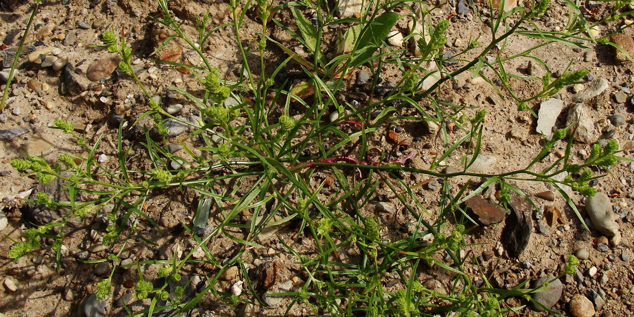 Изображение особи Corispermum elongatum.