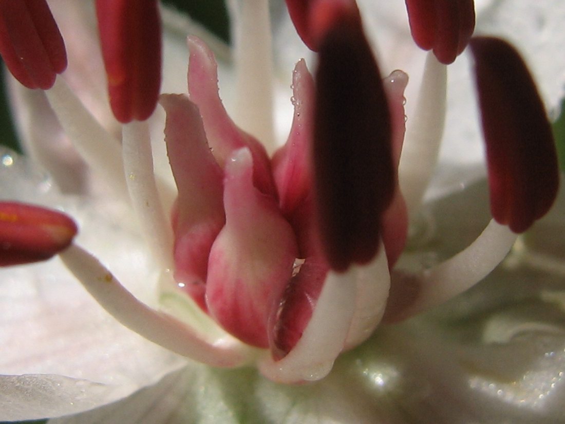 Image of Butomus umbellatus specimen.