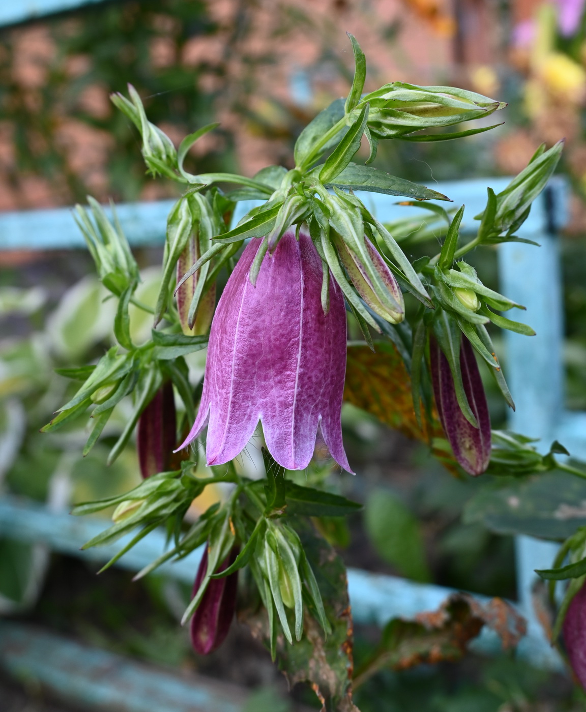 Изображение особи род Campanula.