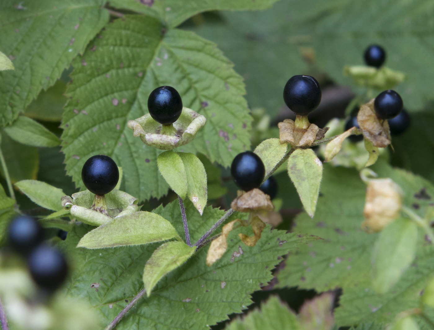 Image of Cucubalus baccifer specimen.