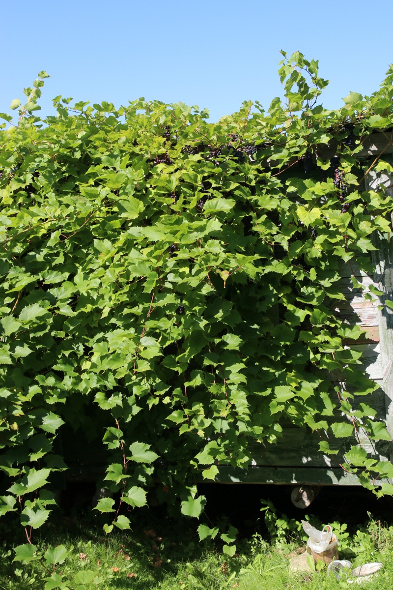 Изображение особи Vitis &times; novae-angliae.