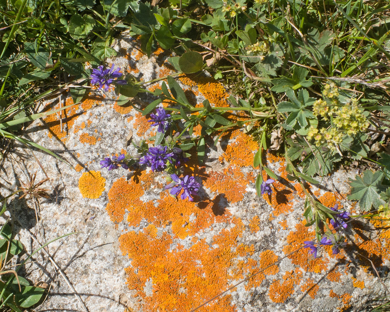 Image of Polygala alpicola specimen.