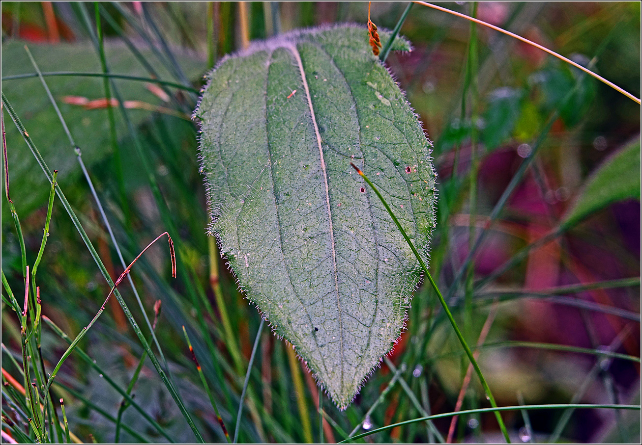 Изображение особи Rudbeckia hirta.