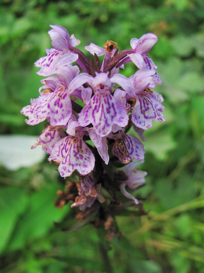 Изображение особи род Dactylorhiza.